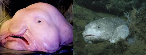 ugly fish|Burns is flooding .